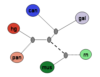 phylo tree